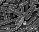 An Energy Alternative From E Coli