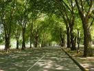 Bioethanol From Trees